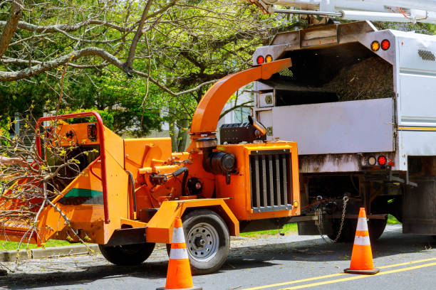 Best Local Tree Services  in Lake Park, FL